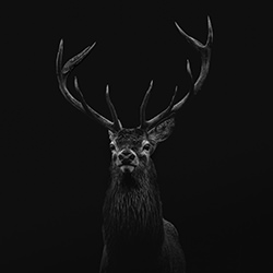 King of the Forest-Justyna Stoszek-finalist-wildlife-17115