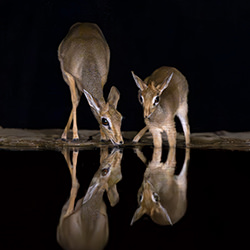 Reflections in the Night2-Marcello Galleano-bronze-wildlife-16988