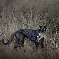 Black beauty-Marcello Galleano-finalist-wildlife-17080