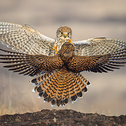 Kestrels fighting-Sachendra Yadav-gold-wildlife-17162