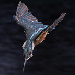 A kingfisher swoops down-Fuji Mon-bronze-wildlife-17053