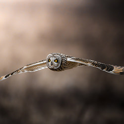 To the Light-Hiroki Matsubara-silver-wildlife-17196