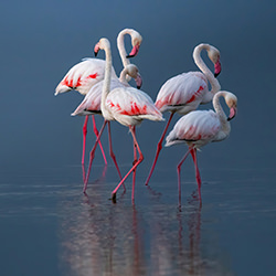 Quiet sentinels of dawn-Soumitra Dasgupta-finalist-wildlife-17142