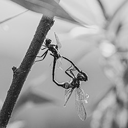 Dragonflies In Need of a Room-Jane Caron-finalist-wildlife-17143