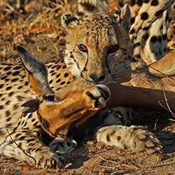 A Fresh Catch !-Anthony Goldman-finalist-wildlife-17084