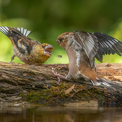 FOOD FIGHTERS-Stefano Caccia-finalist-wildlife-17088
