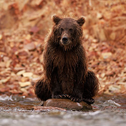 Sitting Pretty-Jackie Harris-silver-wildlife-17205