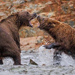 Fighting Bears-Jackie Harris-silver-wildlife-17206