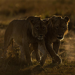 Brothers-Jackie Harris-finalist-wildlife-17145