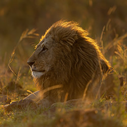 Golden Lion-Jackie Harris-bronze-wildlife-17062