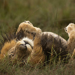 Lazy Lion-Jackie Harris-finalist-wildlife-17146