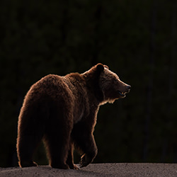 Backlit Bear-Jackie Harris-bronze-wildlife-17063