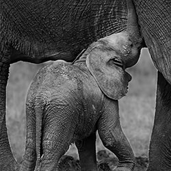 Baby Elephant-Jackie Harris-bronze-wildlife-17064