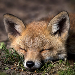 Nap Time-Laimute Kuriene-finalist-wildlife-17085