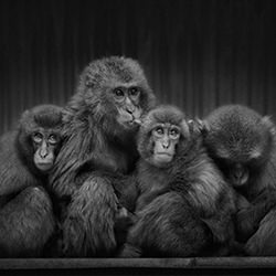 Shared Warmth-Yushi Kaisyakuji-finalist-wildlife-17118