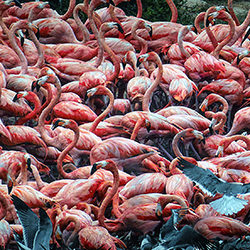 Flamingo frenzy-Stephen Mimms-finalist-wildlife-17092