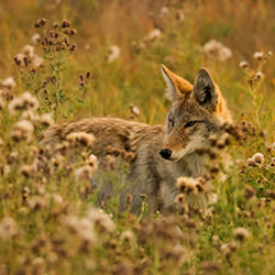 Between the Thistle-Meagan Swindlehurst-finalist-wildlife-17147