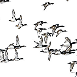 Group of souls-Cedrik Hersperger-finalist-wildlife-17119