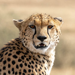 The Cheetah Stare-Christopher Behrend-finalist-wildlife-17083