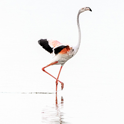 Flamingo Wings-Christopher Behrend-silver-wildlife-17174
