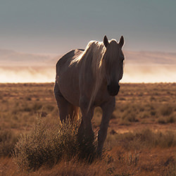 Wisdom-Kim Newman-finalist-wildlife-17098