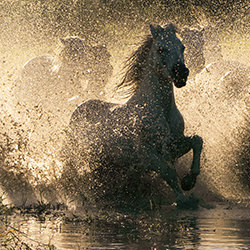Liquid Gold-Kim Newman-silver-wildlife-17179