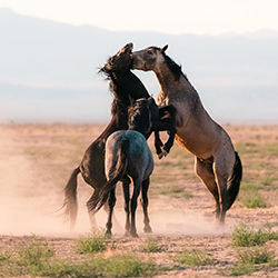 Front Row Seat-Kim Newman-finalist-wildlife-17100