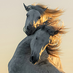 Brothers-Kim Newman-bronze-wildlife-17014