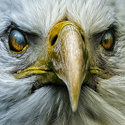 Silver Gaze-Julio Lucas-gold-wildlife-17149