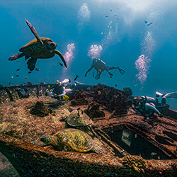 Life Among Ruins-Julio Lucas-bronze-wildlife-16983