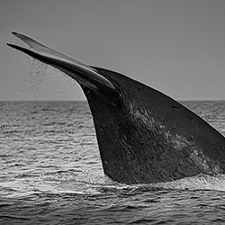 The Quiet Departure of a Blue Whale-Julio Lucas-finalist-wildlife-17068