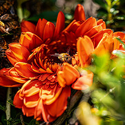 A Flower at the Heart of the Hive-Julio Lucas-finalist-wildlife-17071