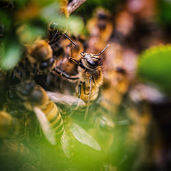 Pulse of the Colony-Julio Lucas-finalist-wildlife-17073