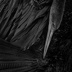 Anhinga-Camelia Marculescu-bronze-women-11829
