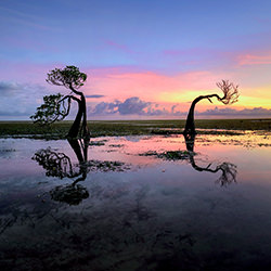 The most iconic dancing trees at the Sumba Island, Indonesia-Laima Kuriene-bronze-women-15028